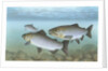 Pacific salmon by Anonymous