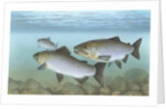 Pacific salmon by Anonymous