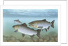 Pacific salmon by Anonymous