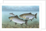 Pacific salmon by Anonymous
