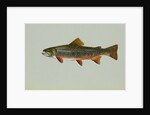 Brook trout by Anonymous
