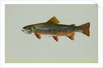 Brook trout by Anonymous