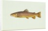Brown trout by Anonymous