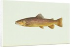 Brown trout by Anonymous
