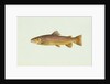 Brown trout by Anonymous
