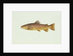 Brown trout by Anonymous