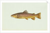 Brown trout by Anonymous