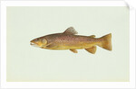 Brown trout by Anonymous
