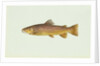 Brown trout by Anonymous