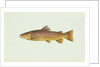 Brown trout by Anonymous