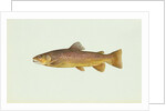 Brown trout by Anonymous