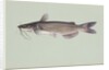 Channel catfish by Anonymous