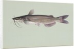 Channel catfish by Anonymous