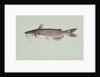 Channel catfish by Anonymous