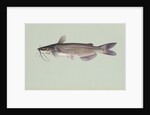 Channel catfish by Anonymous