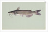 Channel catfish by Anonymous