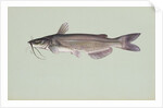 Channel catfish by Anonymous