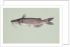 Channel catfish by Anonymous