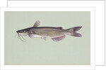 Channel catfish by Anonymous