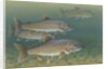 Lake trout by Anonymous