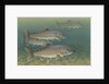 Lake trout by Anonymous