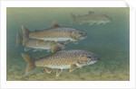Lake trout by Anonymous