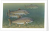 Lake trout by Anonymous