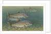 Lake trout by Anonymous