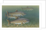 Lake trout by Anonymous