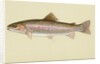 Rainbow trout by Anonymous