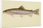 Rainbow trout by Anonymous