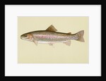 Rainbow trout by Anonymous