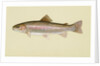 Rainbow trout by Anonymous
