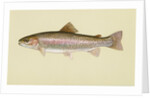 Rainbow trout by Anonymous