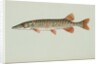 Redfin pickerel by Anonymous