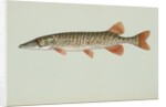 Redfin pickerel by Anonymous