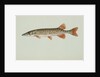Redfin pickerel by Anonymous