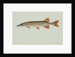 Redfin pickerel by Anonymous
