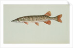 Redfin pickerel by Anonymous