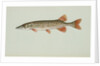 Redfin pickerel by Anonymous