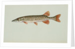 Redfin pickerel by Anonymous