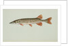 Redfin pickerel by Anonymous