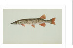 Redfin pickerel by Anonymous