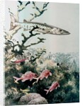 Barracuda and reef fishes by Anonymous