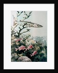 Barracuda and reef fishes by Anonymous