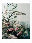 Barracuda and reef fishes by Anonymous