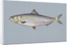 Blueback herring by Anonymous
