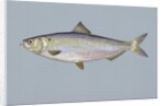 Blueback herring by Anonymous