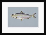 Blueback herring by Anonymous