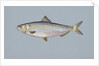 Blueback herring by Anonymous